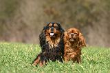 CAVALIER KING CHARLES 761